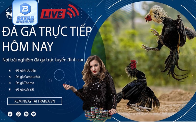 Những lưu ý khi tham gia Đá gà Bet88